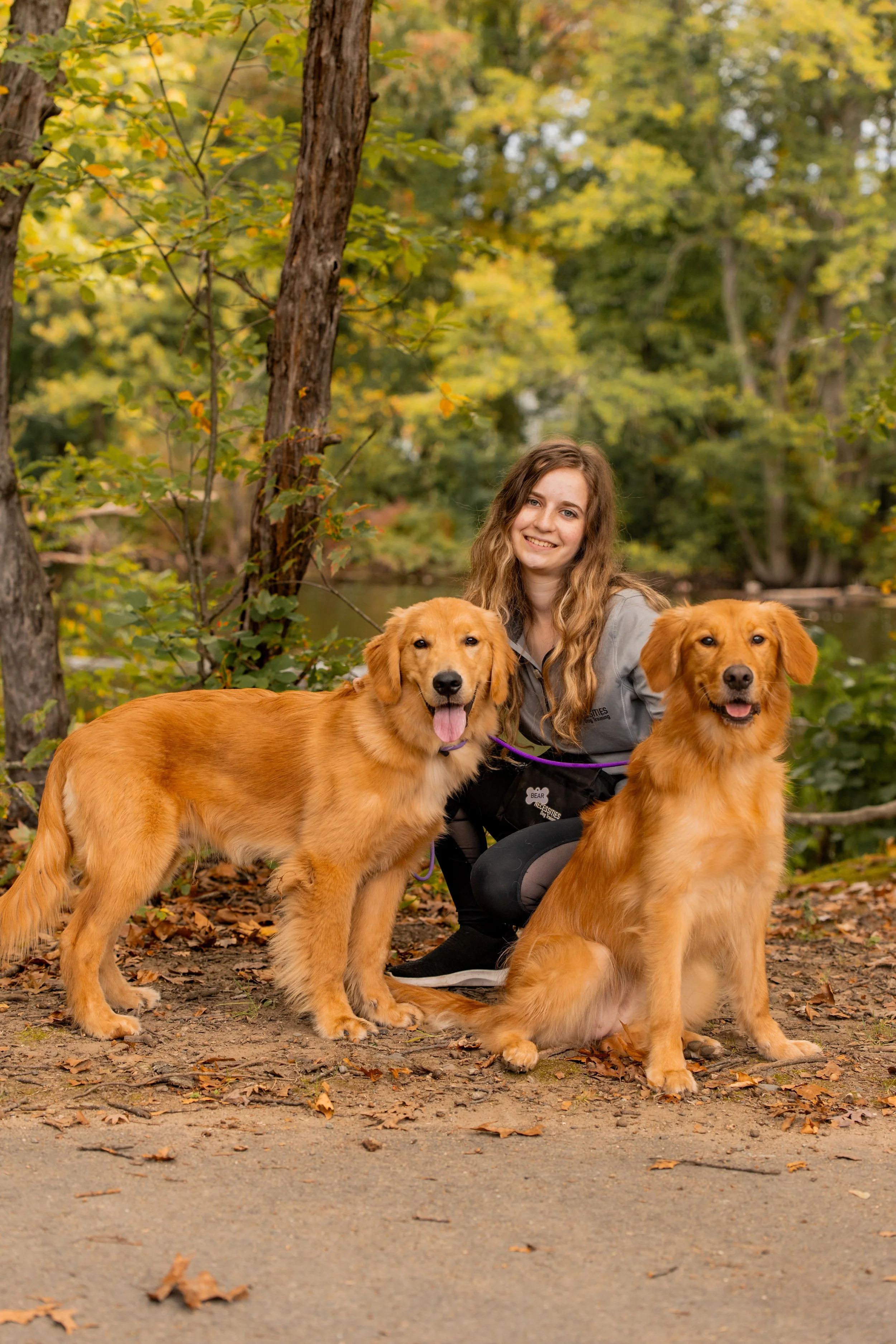 Bear's necessities dog shop collars